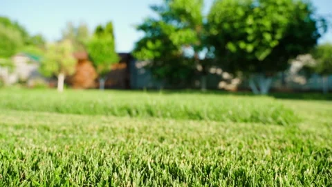Green lawn grass in backyard garden with blurred trees background Stock Footage 340752696