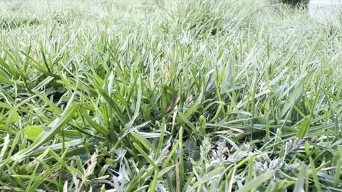 Green lawn grass blowing in strong wind detail Vídeos de archivo 335541200
