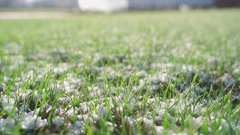 Green lawn grass covered with light snow, close-up Stock Footage 314361234
