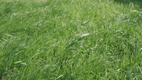 Green lawn grass develops in the wind. 스톡 동영상 198127680