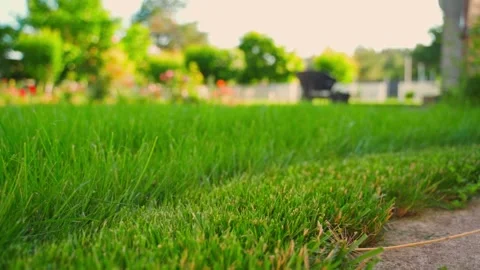 Green lawn grass at ground level with garden and trees in the background low Vídeos de archivo 342811334