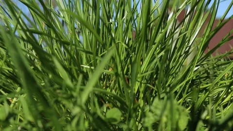Green lawn grass is moving in the wind macro. Stock Footage 193402818
