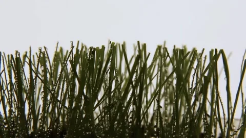 Green lawn grass with raindrops is spinning. asmr Stock Footage 190365746