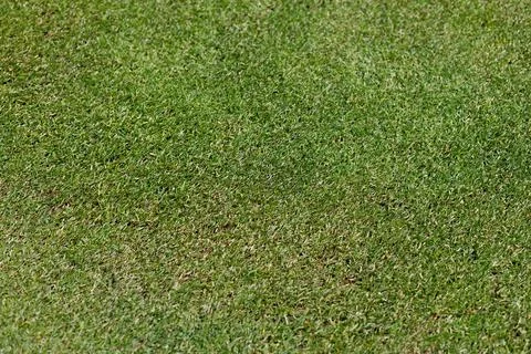 Green lawn pattern and texture background. Close-up. Stock Photos