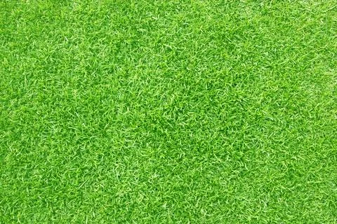 Green lawn pattern textured background. Stock Photos