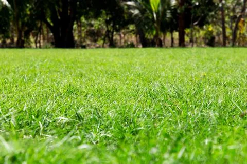 Green lawn Stock Photos