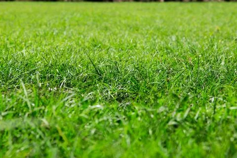 Green lawn Stock Photos