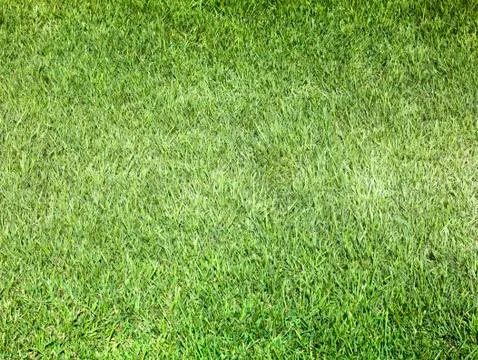 Green lawn Stock Photos