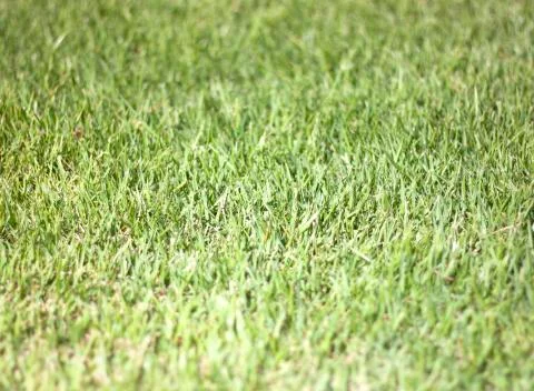 Green lawn Stock Photos