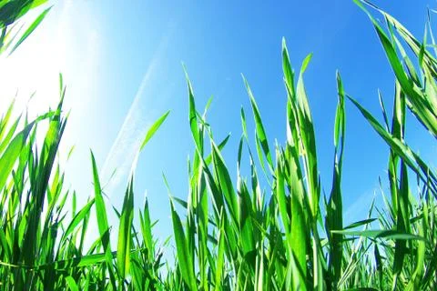 Green lawn Stock Photos