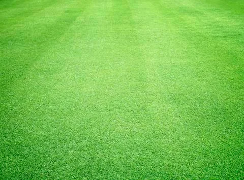 Green lawn Stock Photos