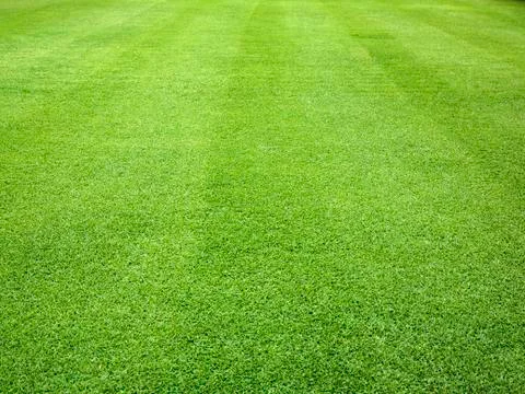 Green lawn Stock Photos