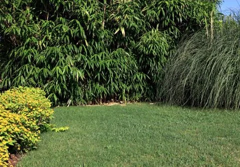 Green lawn Stock Photos