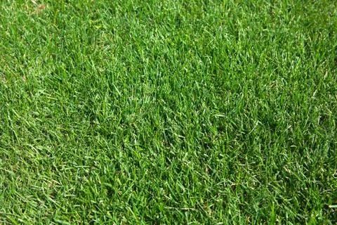 Green lawn Stock Photos