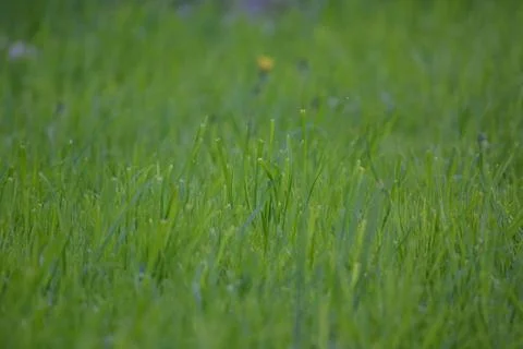 Green lawn Stock Photos