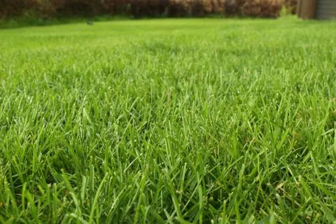 Green lawn Stockfoto's