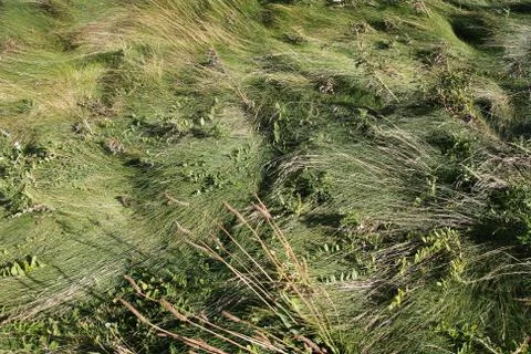 Green lawn Stock Photos