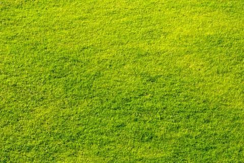 The green lawn. Stock Photos