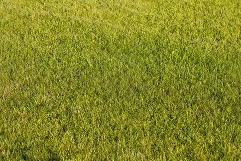 Green lawn Stock Photos