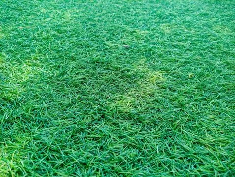 Green lawn Stock Photos