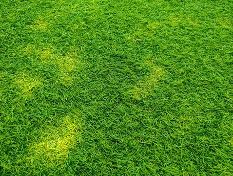 Green lawn Stock Photos