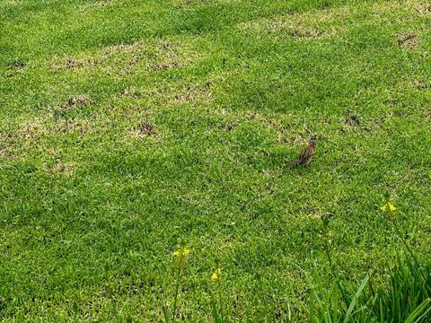 Green lawn Stock Photos