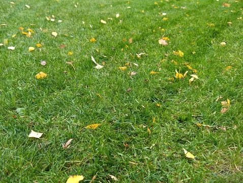 Green lawn Stock Photos