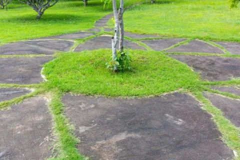 Green lawn in the shape of circles Foto stock