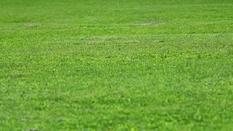 Green lawn Summer Stock Footage 69085343