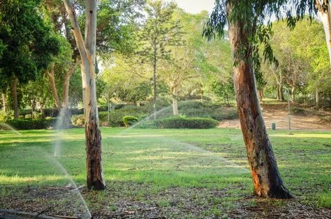 Green lawn surrounded by eucalyptus trees Stockfoto's