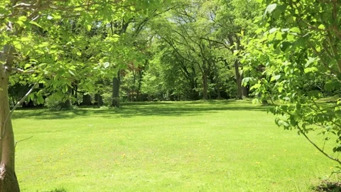 Green lawn surrounded by trees with leaves swaying in breeze Stock Footage 339270569