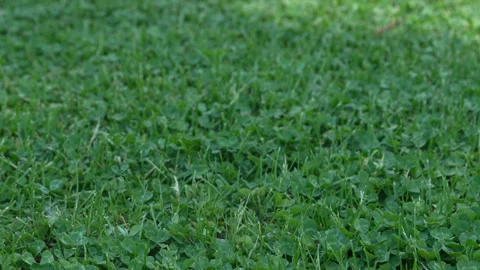 Green lawn texture with clover and grass Stock Footage 334451526