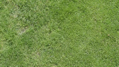 Green lawn texture top view for natural grass background with healthy turf and Stock Footage 338036506