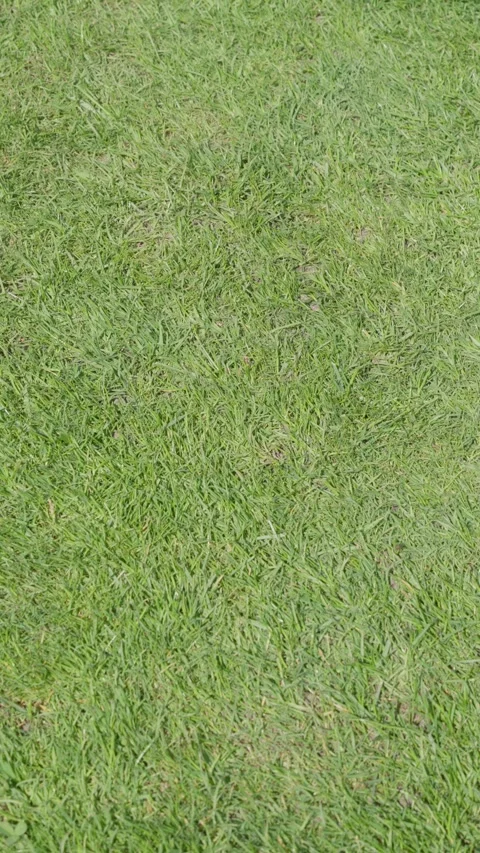 Green lawn texture top view for natural grass background with healthy turf and Stock Footage 338036522