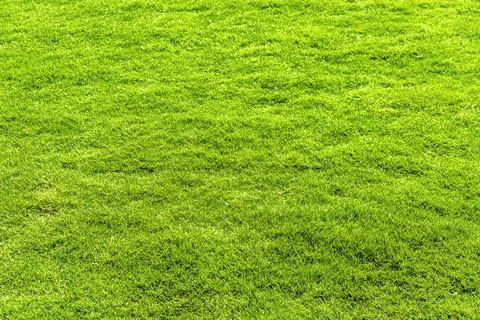 Green lawn texture under trees for a natural background in garden. Stock Photos