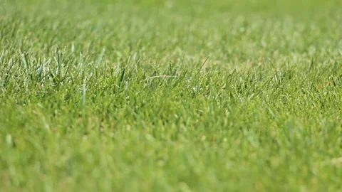 Green lawn under the breeze Stock Footage 113755970