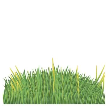Green lawn on a white background Stock Illustration