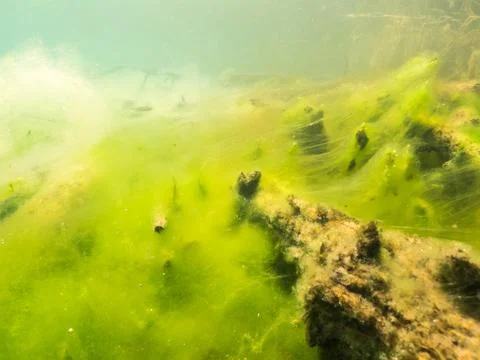 Green layer of filamentous algae over lake bottom Stock Photos