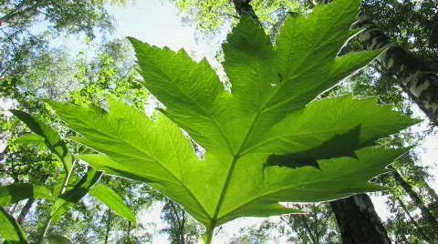Green leaf 1 Stock Footage 776219