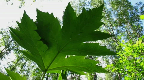 Green leaf 2 Stock Footage 776215