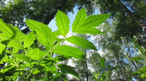 Green leaf 3 Stock Footage 776253