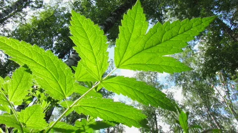 Green leaf 4 Stock Footage 776262