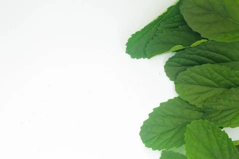 Green Leaf 4 Stock Photos