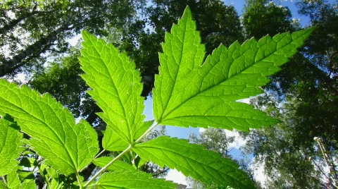 Green leaf 5 Video stock 776291