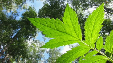 Green leaf 6 Stock Footage 776293