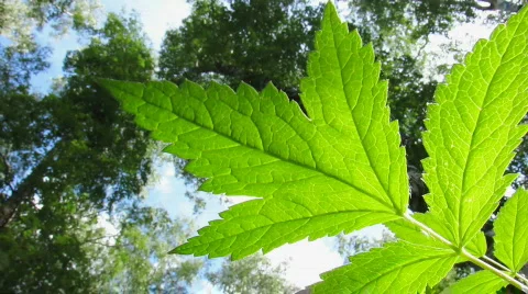 Green leaf 7 Video stock 776318