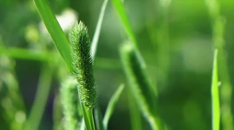 Green leaf 8 Video stock 776308