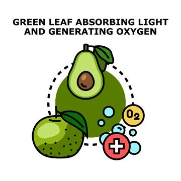 Green leaf absorbing light and generating oxygen Stock Illustration