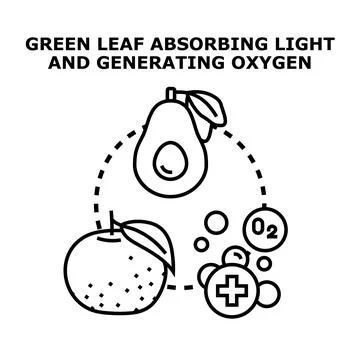 Green leaf absorbing light and generating oxygen 스톡 일러스트