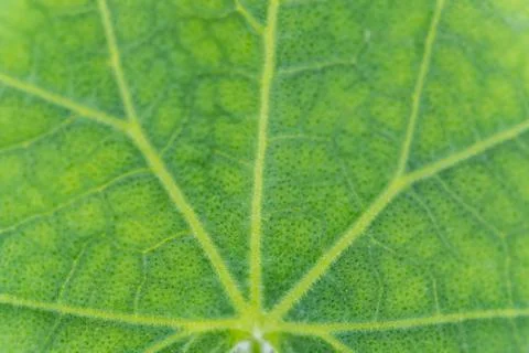 Green leaf abstract background macro veins Stock Photos